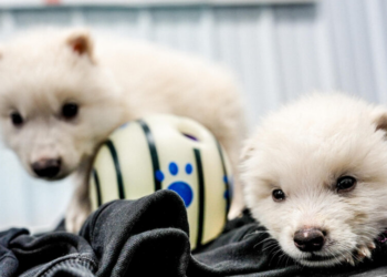 Muito marketing, pouca ciência: a empresa por trás da “ressurreição” dos Lobos-Terríveis