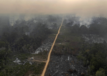 Perda de florestas no mundo bate recorde em 2024 com avanço de incêndios