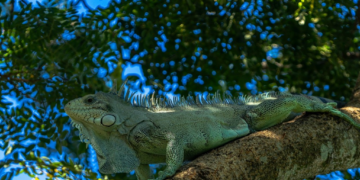 Prefeito Cláudio Ferreira levanta a ideia e iguana vai virar animal símbolo de Rondonópolis