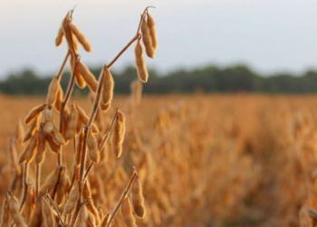 Partidos tentam derrubar decisão que autorizou MT a cortar incentivos de empresas que aderirem à moratória da soja