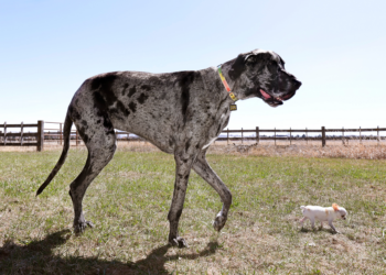 Quase 1 metro de diferença: maior e menor cachorro do mundo se encontram