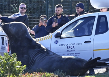 VÍDEO: Elefante-marinho aparece em bairro da África do Sul e mobiliza resgate