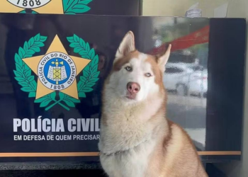 Polícia busca tutor de husky siberiano resgatado em operação no Rio de Janeiro