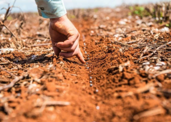 Safra 25/26 de soja deve crescer, mas doenças ainda impõem cautela