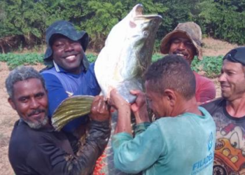 Invasor em SP, pirarucu viveu com dinossauros e virou lenda para indígenas