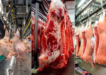 Abate de bovinos, suínos e frangos cresceram no 1º trimestre de 2025