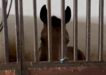 BMW e cavalos são apreendidos em fraude de R$ 220 milhões na saúde do RJ