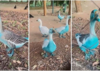 Patos ficam azuis após carreta derramar corante em córrego no interior de SP