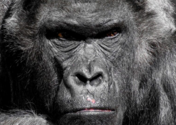 Um gorila contra 100 homens: quem venceria?