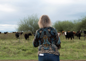 'Vacas fantasmas' e fortuna desaparecida provocam escândalo financeiro no Uruguai