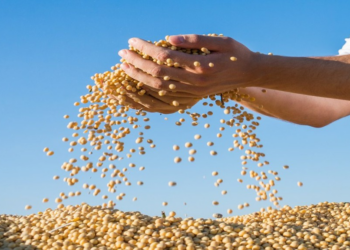 Estoques finais da safra norte-americana foram revisados para 295 milhões de bushels