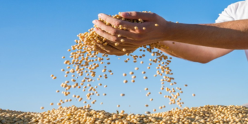 Estoques finais da safra norte-americana foram revisados para 295 milhões de bushels