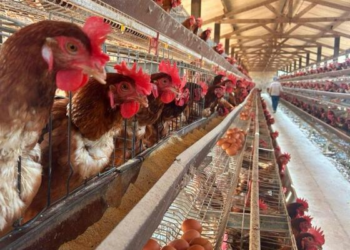 Teste para gripe aviária em Mato Grosso dá negativo