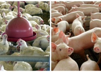 Redução no preço da ração alivia custos da suinocultura e avicultura
