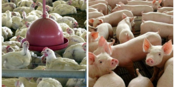Redução no preço da ração alivia custos da suinocultura e avicultura