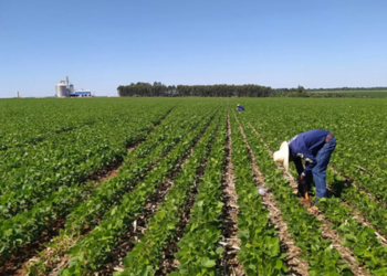 Produtores rurais recebem R$ 99,4 milhões em créditos