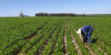 Produtores rurais recebem R$ 99,4 milhões em créditos