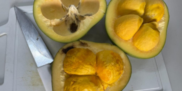 Pesquisadores estudam o potencial do óleo de pequi na cicatrização e regeneração dos tecidos da pele