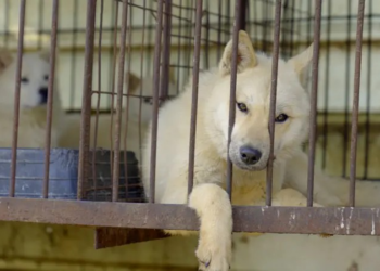 Coreia do Sul proíbe carne de cachorro: o que acontece agora com os animais?
