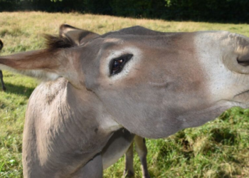 Os jumentos estão em extinção!
