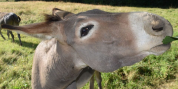 Os jumentos estão em extinção!