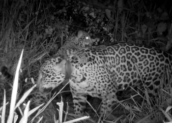 Onça-pintada resgatada de incêndio no pantanal dá à luz filhote após recuperação; veja vídeo