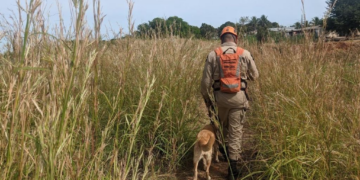Bombeiros realizam busca por pessoa desaparecida com o auxílio de cão de resgate