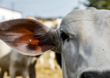Campanha estadual de atualização de rebanhos termina na terça (10)