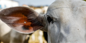Campanha estadual de atualização de rebanhos termina na terça (10)
