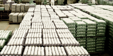 Exportações de ovos atingem 5,3 mil toneladas em maio. 18,3 mil no ano