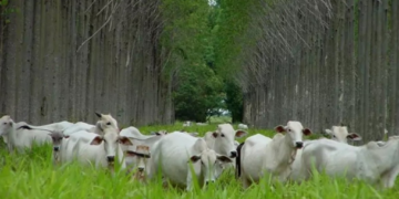 Pecuária avança em consórcio entre confinamento e plantio de eucalipto