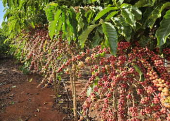 Distribuição de mudas e fomento às novas tecnologias impulsionam a agricultura familiar em MT
