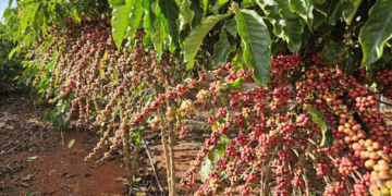 Distribuição de mudas e fomento às novas tecnologias impulsionam a agricultura familiar em MT