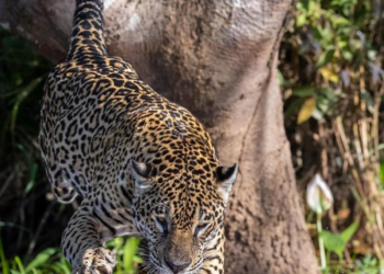 Biólogo flagra momento em que onça ataca jacaré em rio no MT; veja vídeo