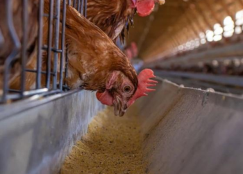 Economista: Gripe aviária nos Estados Unidos pressiona preço do frango e do ovo em Mato Grosso