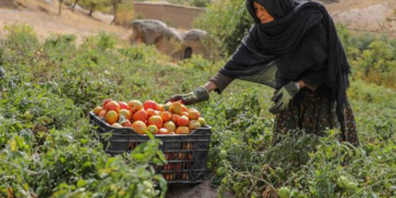 Relator diz que Talibã usou Judiciário do Afeganistão para perseguir mulheres