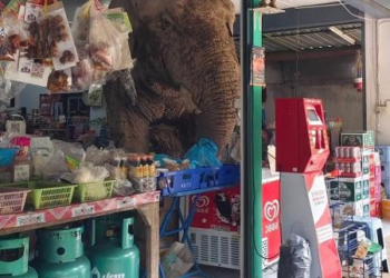 Elefante invade mercearia na Tailândia em busca de comida; veja vídeo