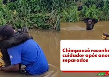 VÍDEO: Chimpanzé reconhece cuidador e o abraça em santuário camaronês