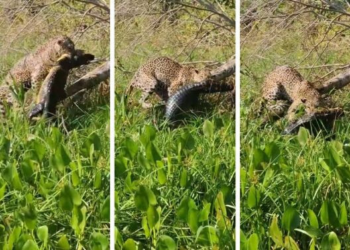 Vídeo mostra ataque certeiro de onça em jacaré