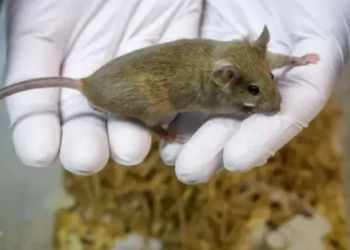 Câmara aprova projeto que proíbe uso de animais em testes de cosméticos