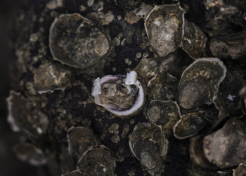 Ostras vendidas no Brasil têm bactérias e metais tóxicos, diz estudo