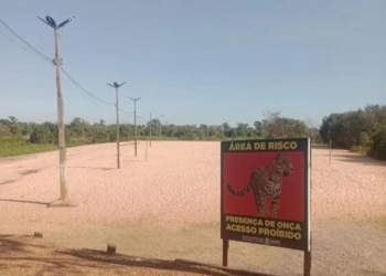 Prefeitura interdita praia após onça ser vista “passeando”