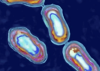 Homem morre nos EUA por bactéria que causou a 'Grande Peste' na Idade Média