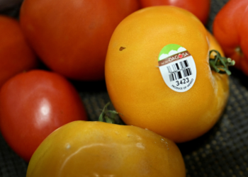 EUA impõem tarifa de 17% sobre o tomate importado do México