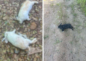 Sede da Apae é invadida e coelhos usados em terapias com alunos são mortos