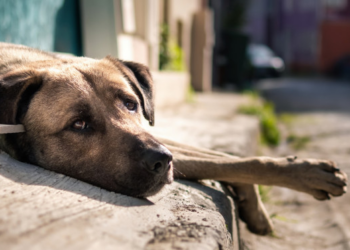 Veterinários de Cuiabá serão obrigados a denunciar suspeitas de abusos contra animais