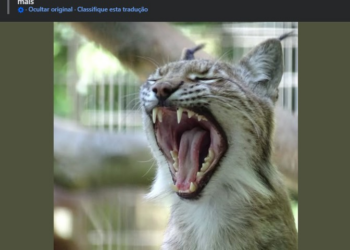 Zoológico na Dinamarca causa polêmica ao pedir doações de animais de estimação para alimentar seus predadores