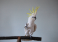 Cacatuas podem fazer 30 movimentos de dança, segundo pesquisa