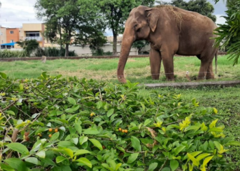 Artistas trocam a Amazônia por uma causa mais modesta: um elefante de zoológico