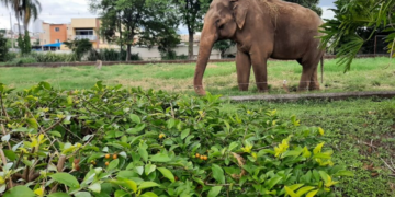 Artistas trocam a Amazônia por uma causa mais modesta: um elefante de zoológico